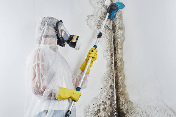 Best Mold Remediation for Healthcare Facilities  in Scottsville, KY